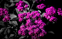 IMG_9305