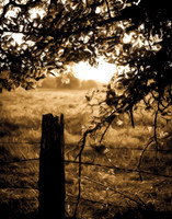 Country Sunset