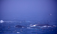 Whale Watching and Boat Trip