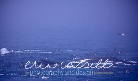Whale Watching and Boat Trip