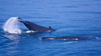 Whale Watching and Boat Trip