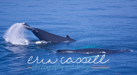 Whale Watching and Boat Trip