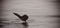 Whale Watching and Boat Trip