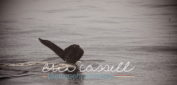 Whale Watching and Boat Trip