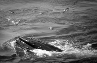 Whale Watching and Boat Trip