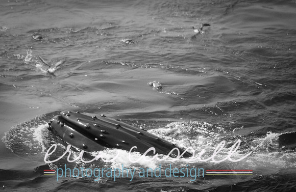 Whale Watching and Boat Trip