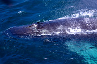 Whale Watching and Boat Trip
