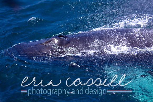 Whale Watching and Boat Trip