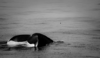 Whale Watching and Boat Trip
