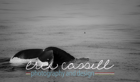 Whale Watching and Boat Trip