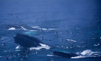 Whale Watching and Boat Trip