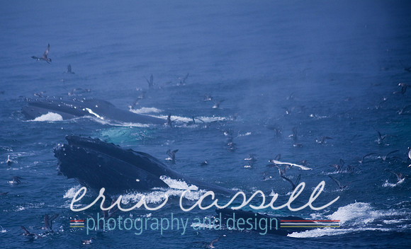 Whale Watching and Boat Trip