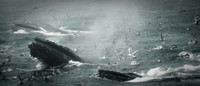 Whale Watching and Boat Trip