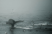 Whale Watching and Boat Trip