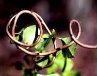 Wild Vine
